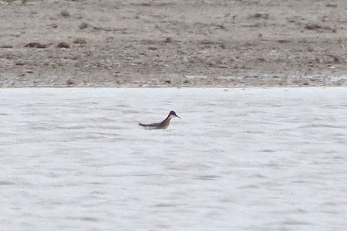 Phalarope à bec étroit  - Bernhard Zens