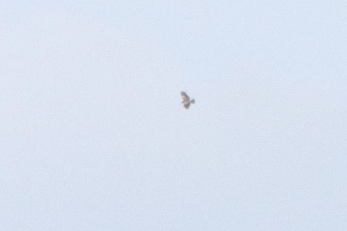 Short-toed Snake Eagle  - Bernhard Zens