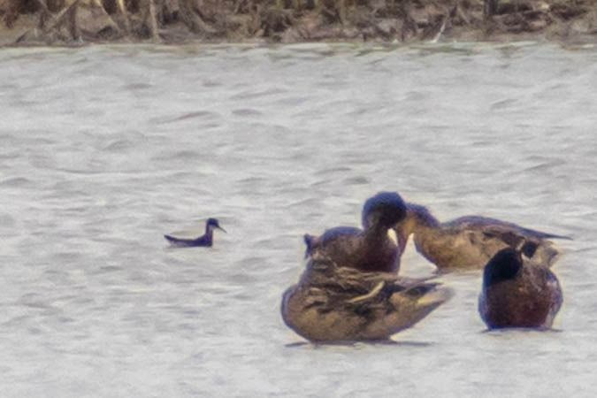 Phalarope à bec étroit  - Johann Prost