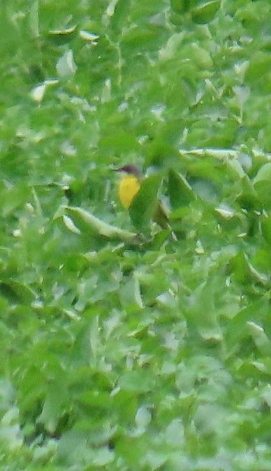 Bergeronnette d'Italie (ssp. cinereocapilla) 