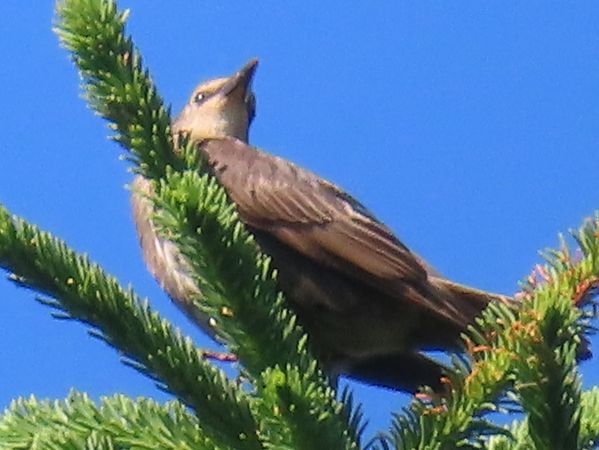 Oiseau indéterminé 