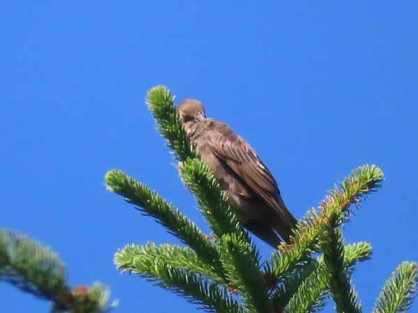 Oiseau indéterminé 