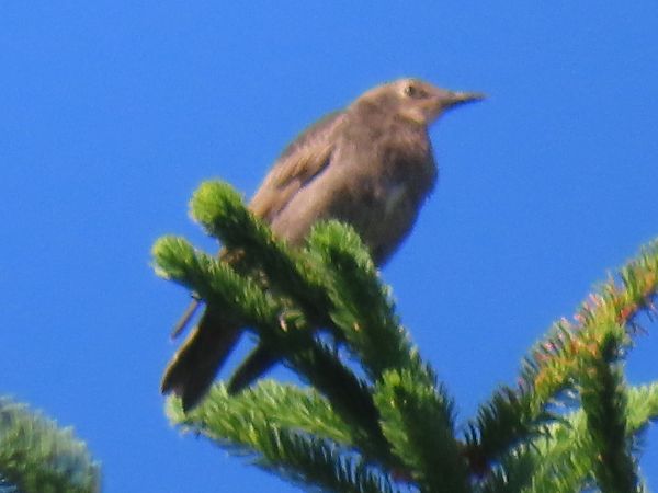 Oiseau indéterminé 