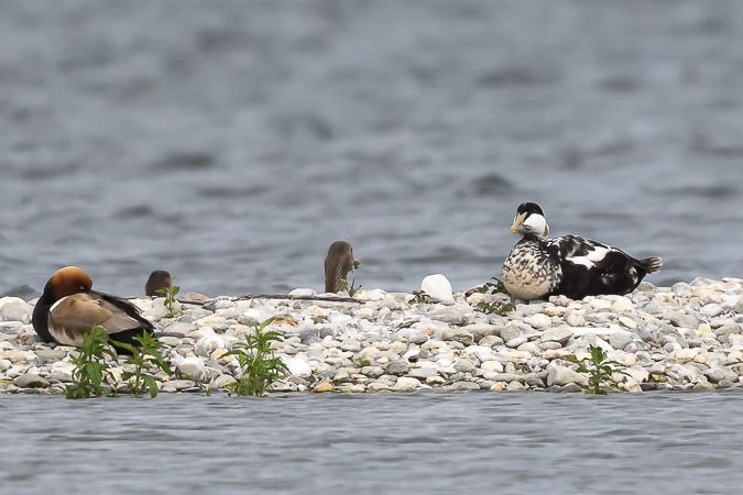 Eider à duvet  - Michael Marxgut