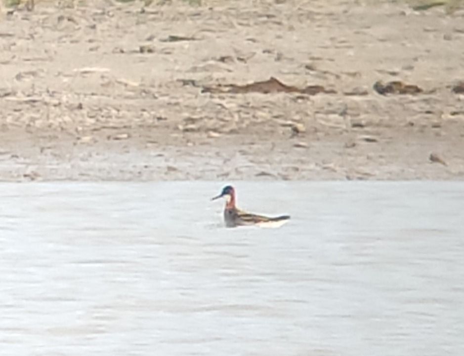 Phalarope à bec étroit  - Samuel Schnierer