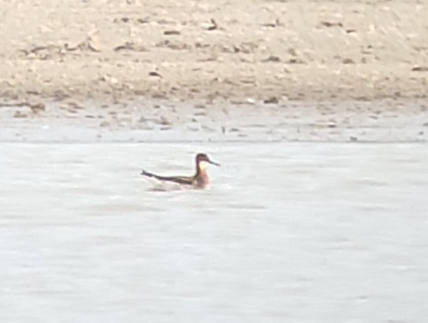 Phalarope à bec étroit  - Samuel Schnierer