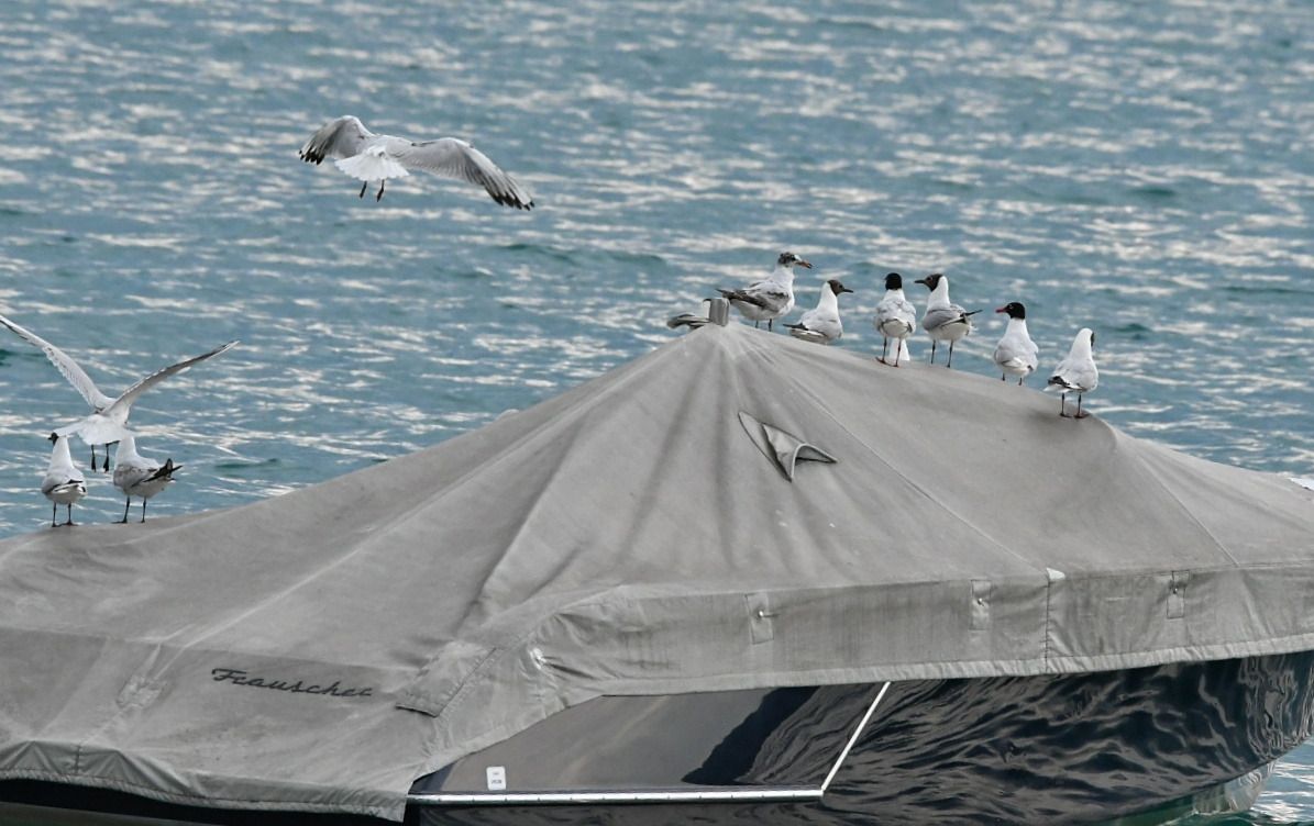 Mouette mélanocéphale  - Johann Bartas