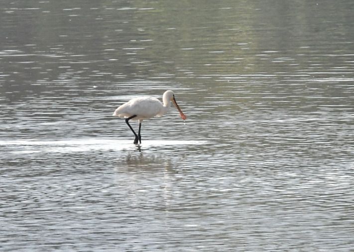 Eurasian Spoonbill  - Johann Bartas