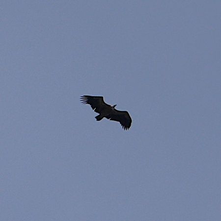 Vautour fauve 