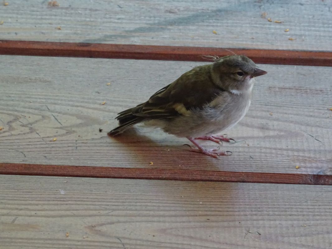 Oiseau indéterminé 