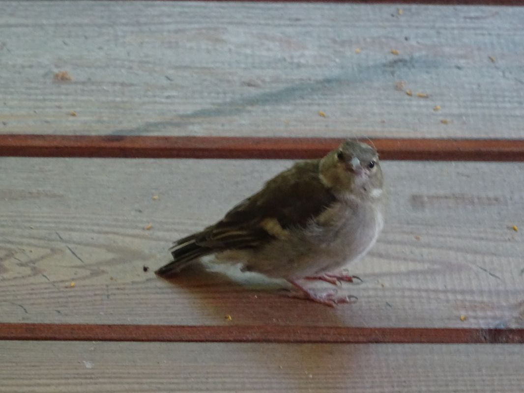 Oiseau indéterminé 
