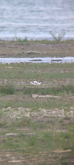 Avocette élégante  - Johannes Jäger