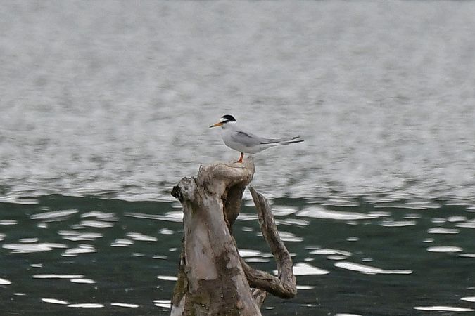 Little Tern  - Anonymous