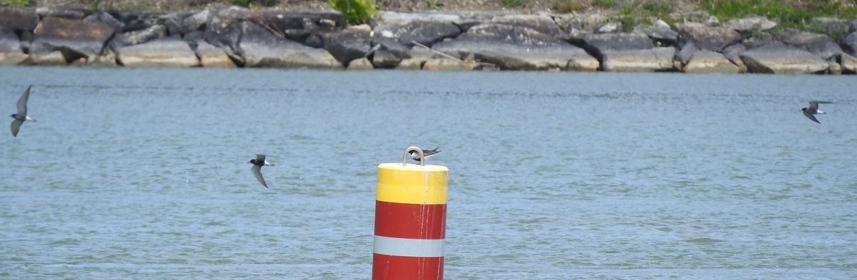 White-winged Tern  - Jörg Schmitz