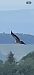 Vautour fauve 