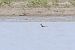 Phalarope à bec étroit  - Bernhard Zens
