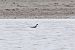Phalarope à bec étroit  - Bernhard Zens