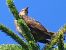 Oiseau indéterminé 