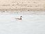 Odinshühnchen  - Samuel Schnierer