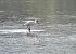 Eurasian Spoonbill  - Johann Bartas