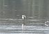 Eurasian Spoonbill  - Johann Bartas