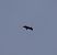 Vautour fauve 