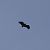 Vautour fauve 