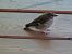 Oiseau indéterminé 