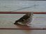 Oiseau indéterminé 