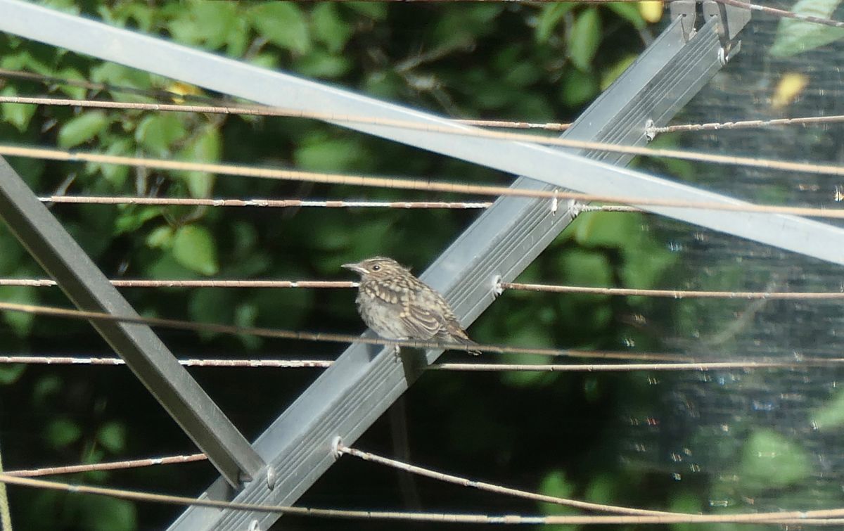 Oiseau indéterminé 