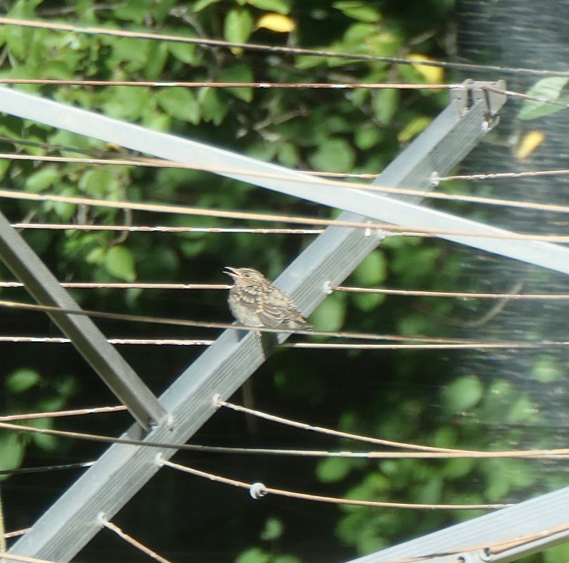 Oiseau indéterminé 