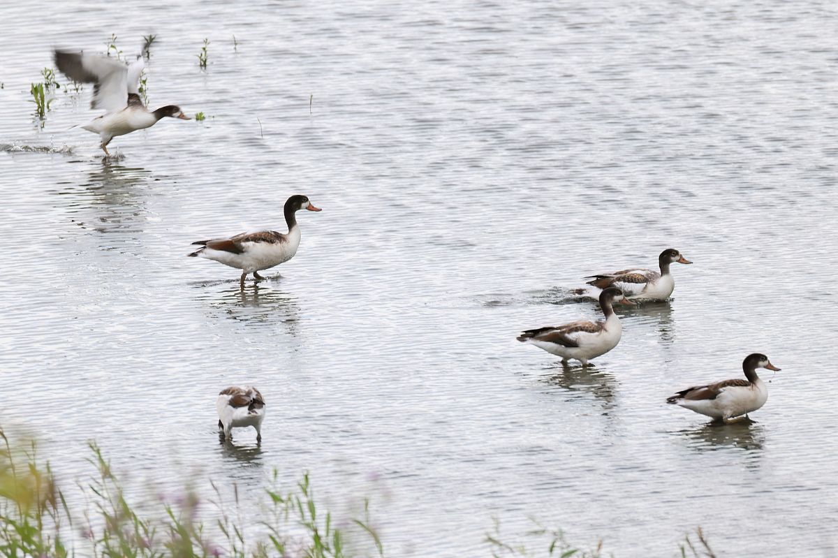 Common Shelduck  - Gerhard Rieder