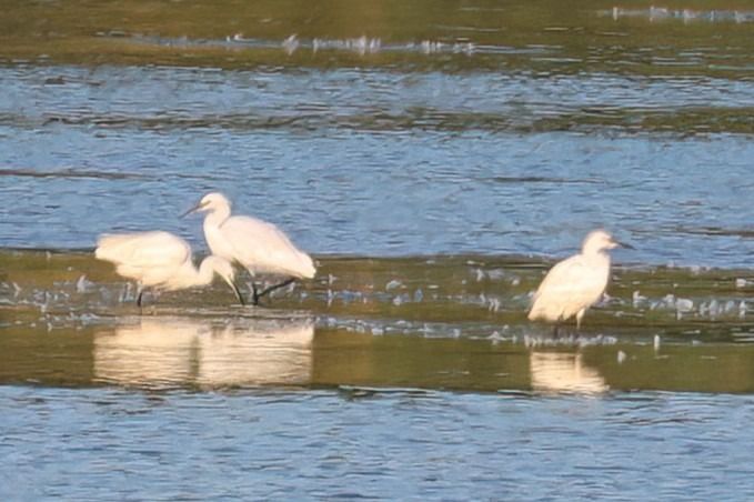 Aigrette garzette  - Gerhard Rieder