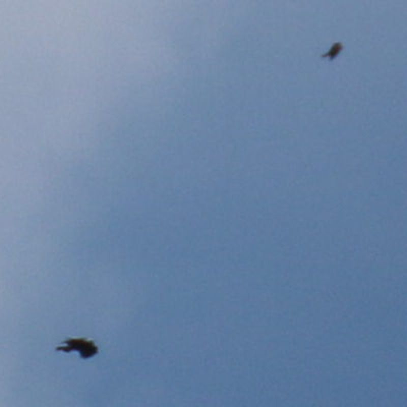 Oiseau indéterminé 