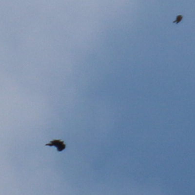 Oiseau indéterminé 