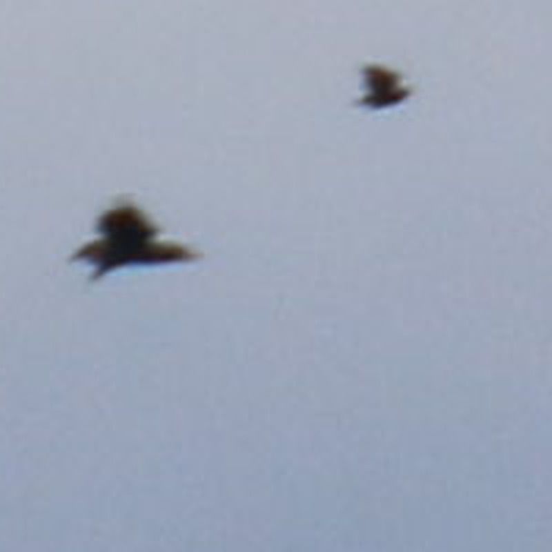 Oiseau indéterminé 