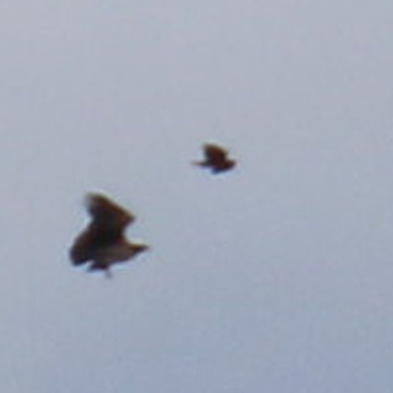 Oiseau indéterminé 