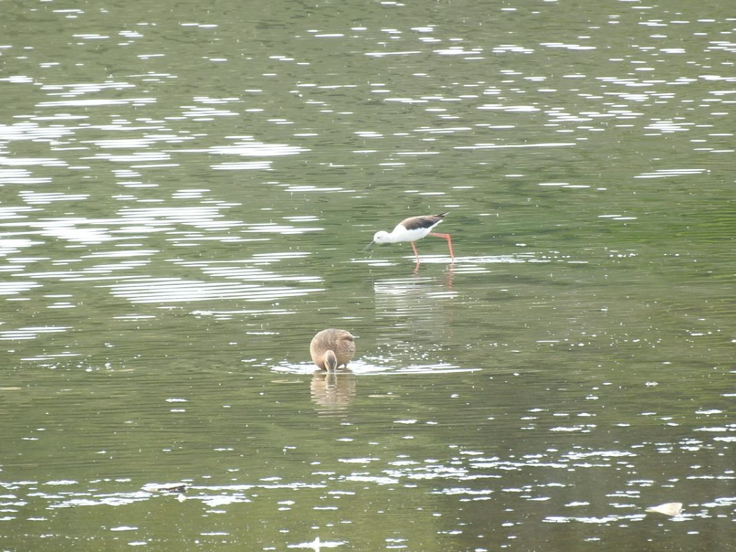 Echasse blanche 