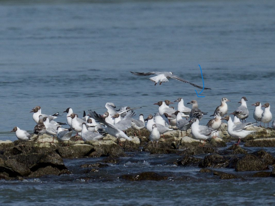 Mouette mélanocéphale  - Severin Jäger