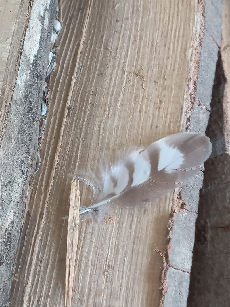 Oiseau indéterminé 