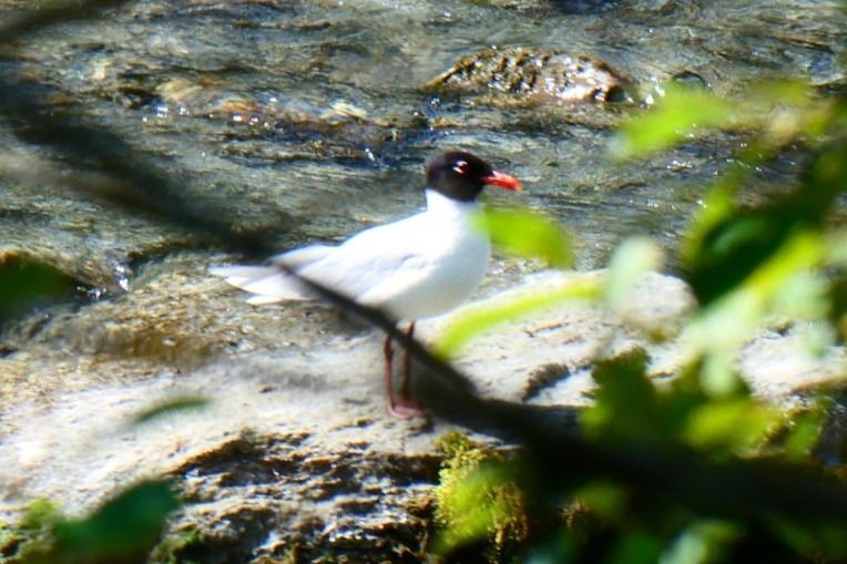 Mouette mélanocéphale  - Anonyme