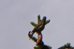 Oiseau indéterminé 