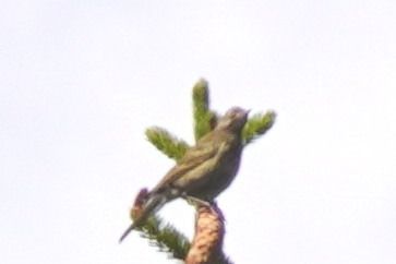 Oiseau indéterminé 
