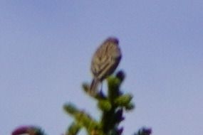 Oiseau indéterminé 