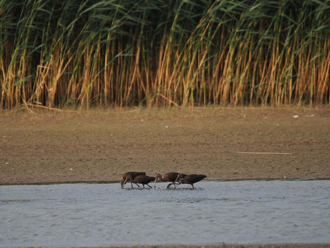 Ibis falcinelle  - Tanja Dirler