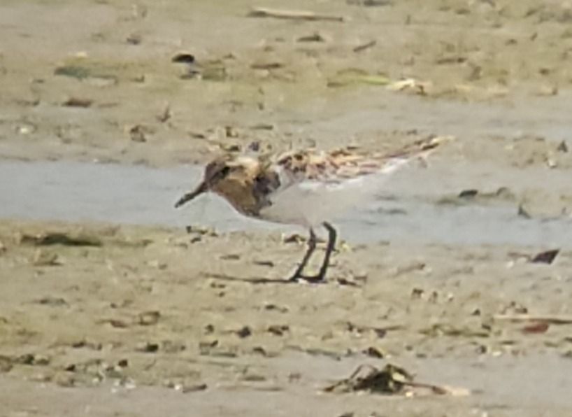 Bécasseau sanderling  - Samuel Schnierer