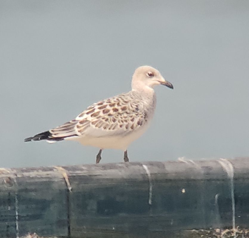 Mouette mélanocéphale  - Samuel Schnierer