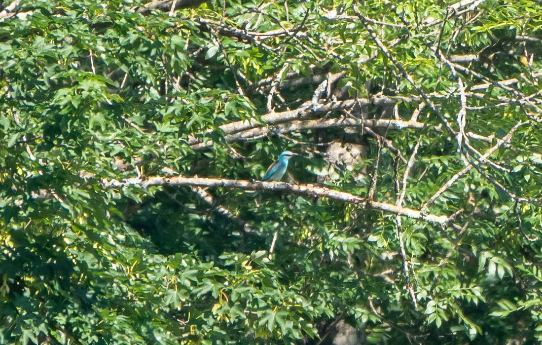 European Roller  - Ralph Winkler
