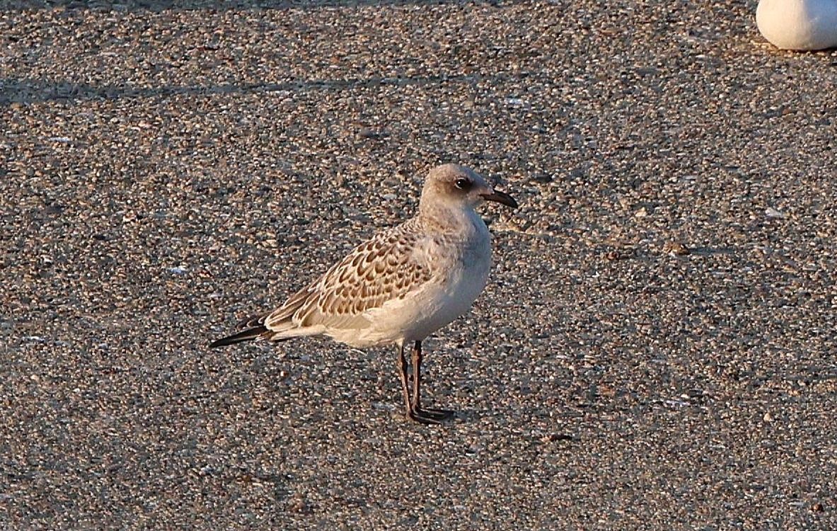 Mouette mélanocéphale  - Jiri Vratny