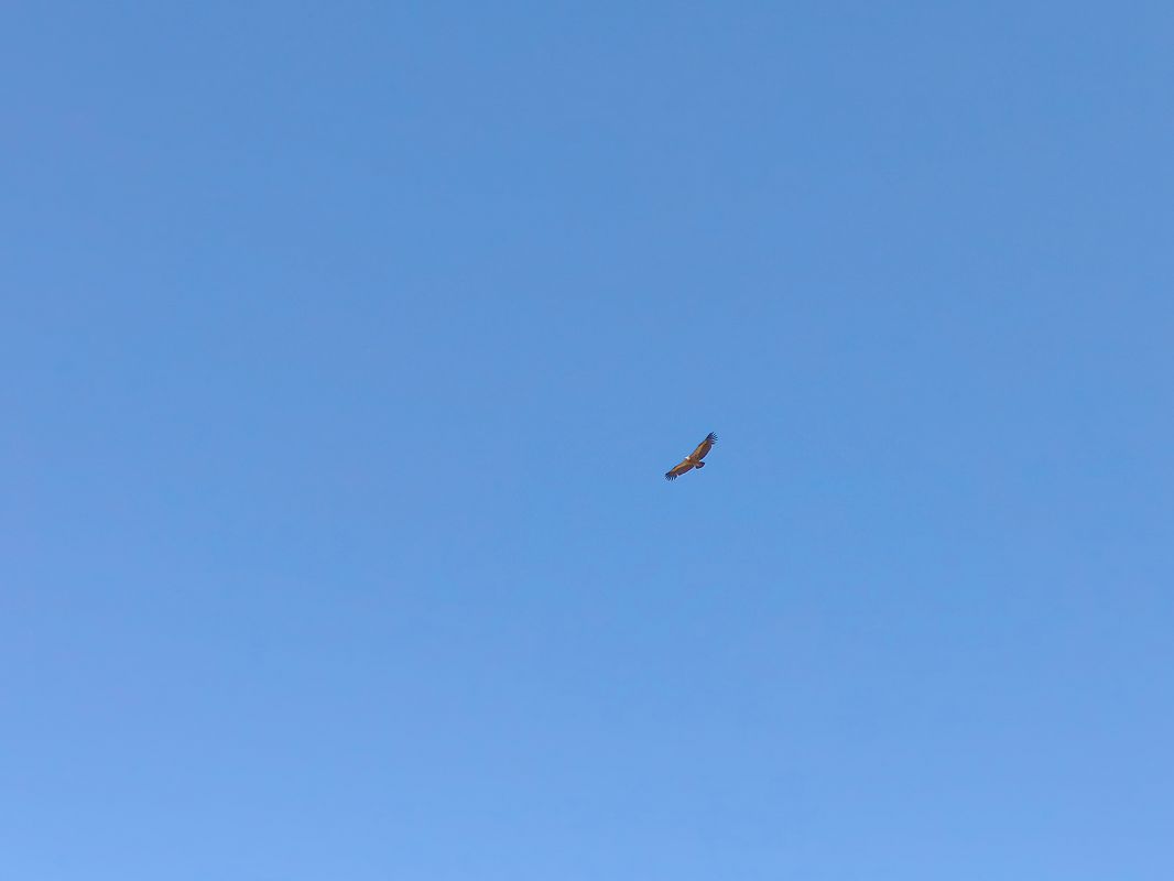 Vautour fauve  - Moni Barrata